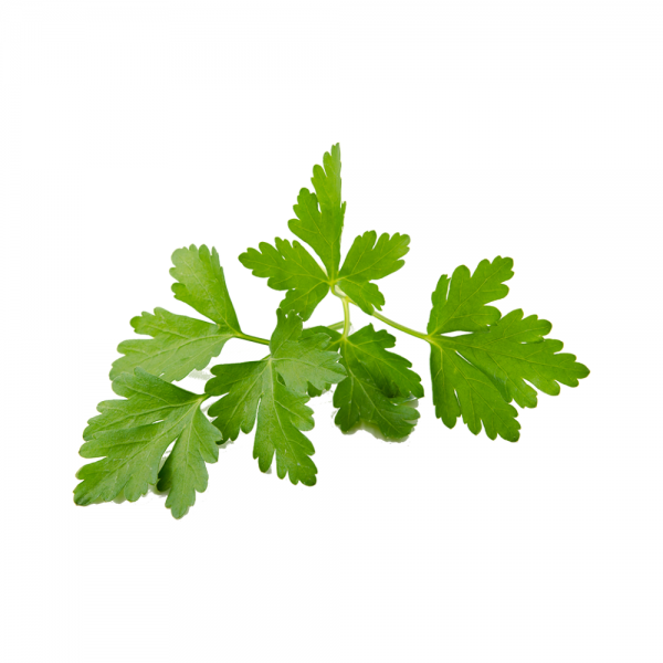 Horto Coriander Pod